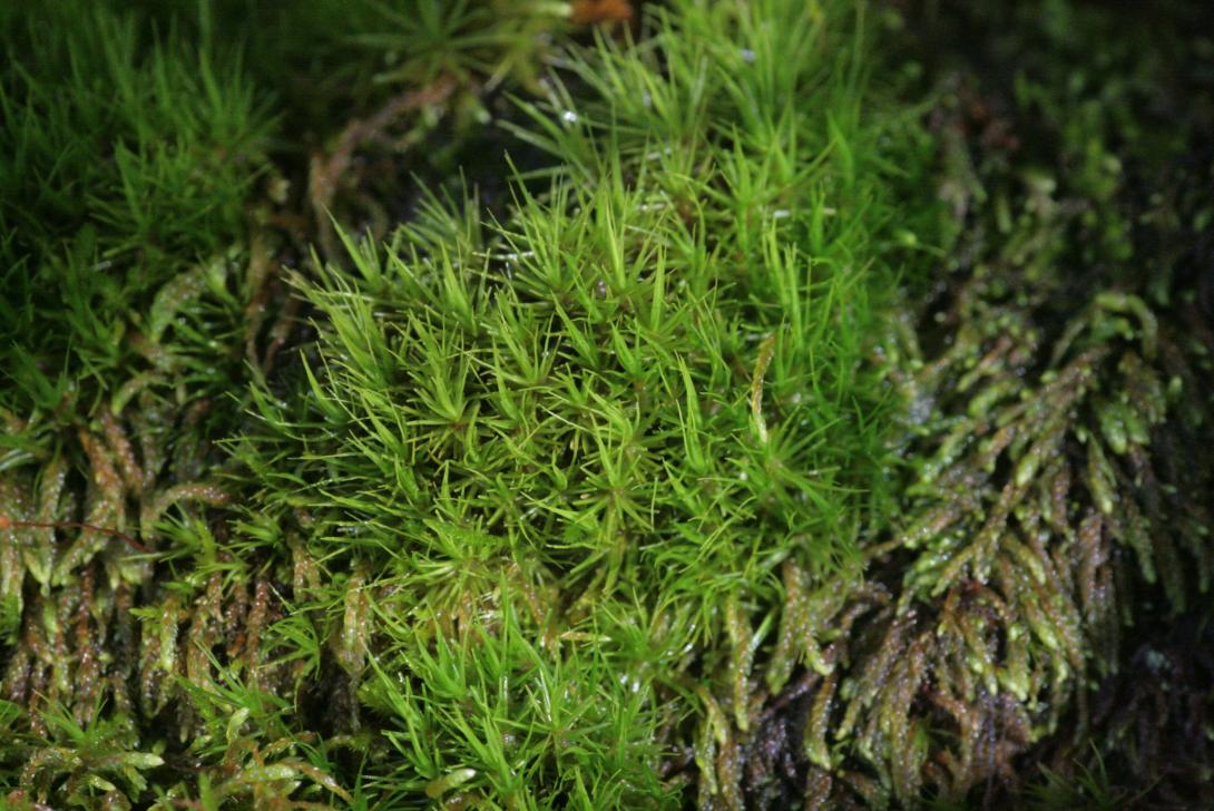 Dicrane vert